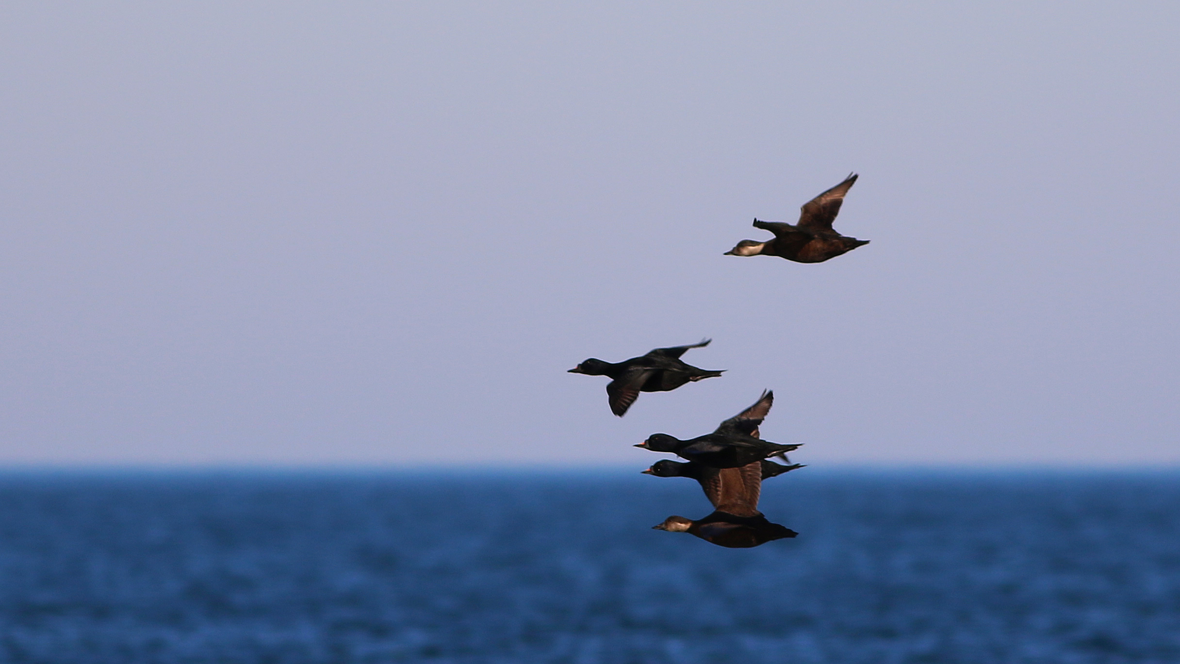 Common Scoter